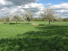 das Freiburger Rieselfeld