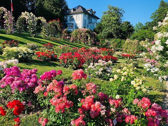 Rosengarten auf dem Beutig