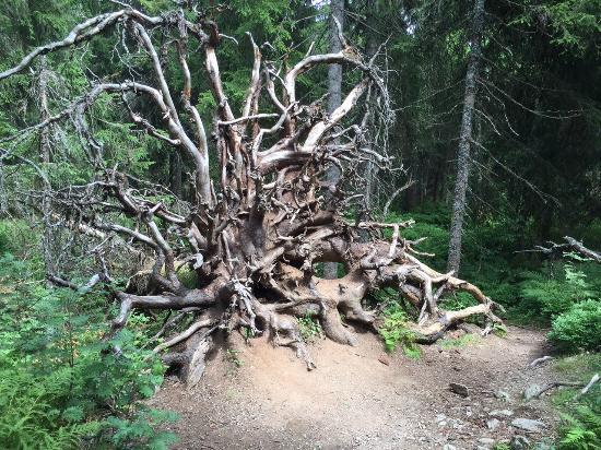 der Wichtelpfad
